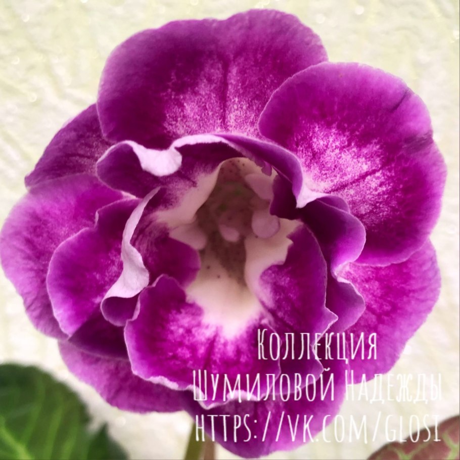 Фиалка Happy Returns