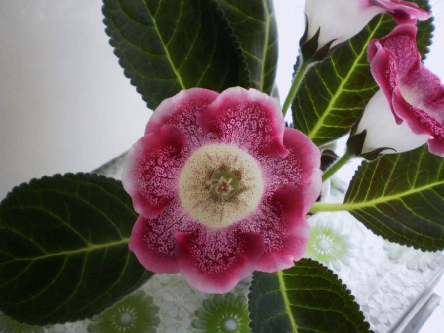 Глоксиния Элиза