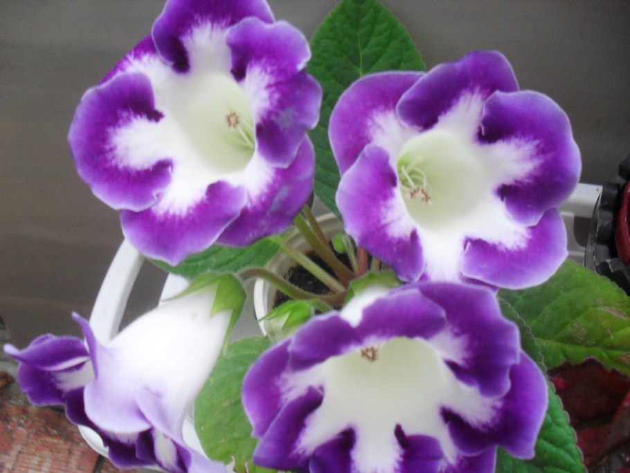 Глоксиния Шаганэ (Слюсарь)