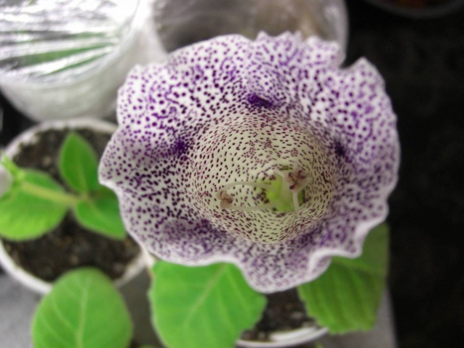 Глоксиния сорт синие чернила