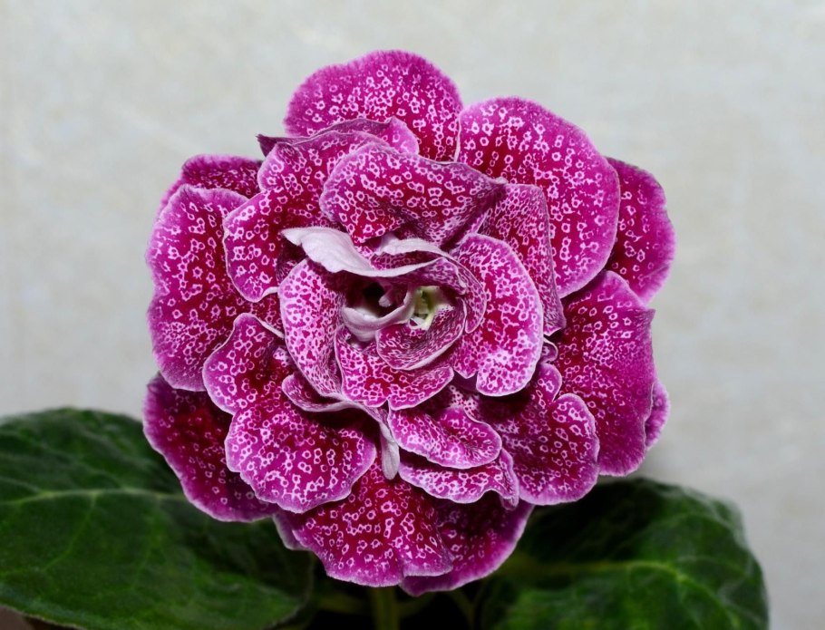 Глоксиния "Камелия"