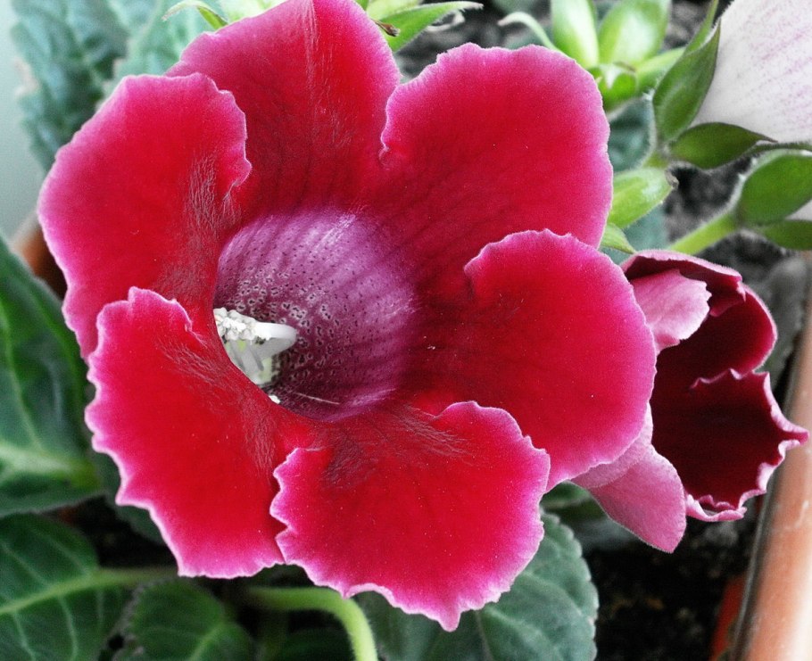 Глоксиния Виноградная лоза