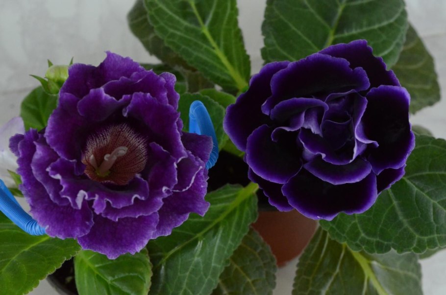 Глоксиния Тигрина фиолетовая