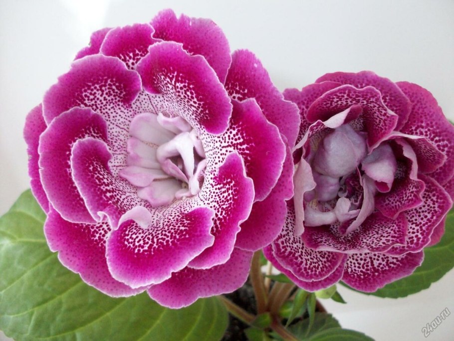 Глоксиния Зевс