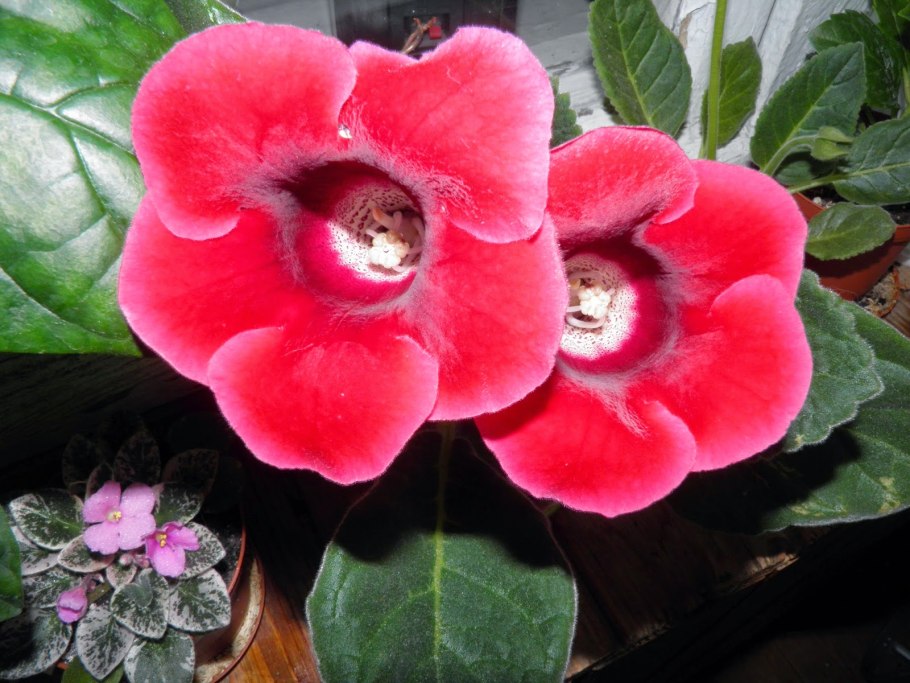 Глоксиния Лариса Линда