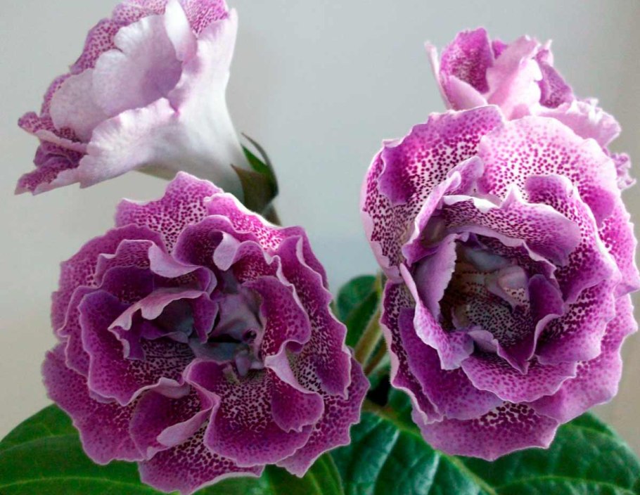 Глоксиния Везувий