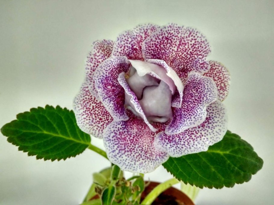 Глоксиния Божоле