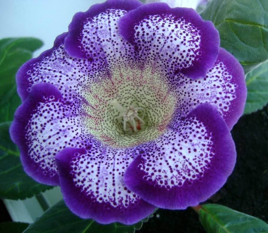 Глоксиния Эстет