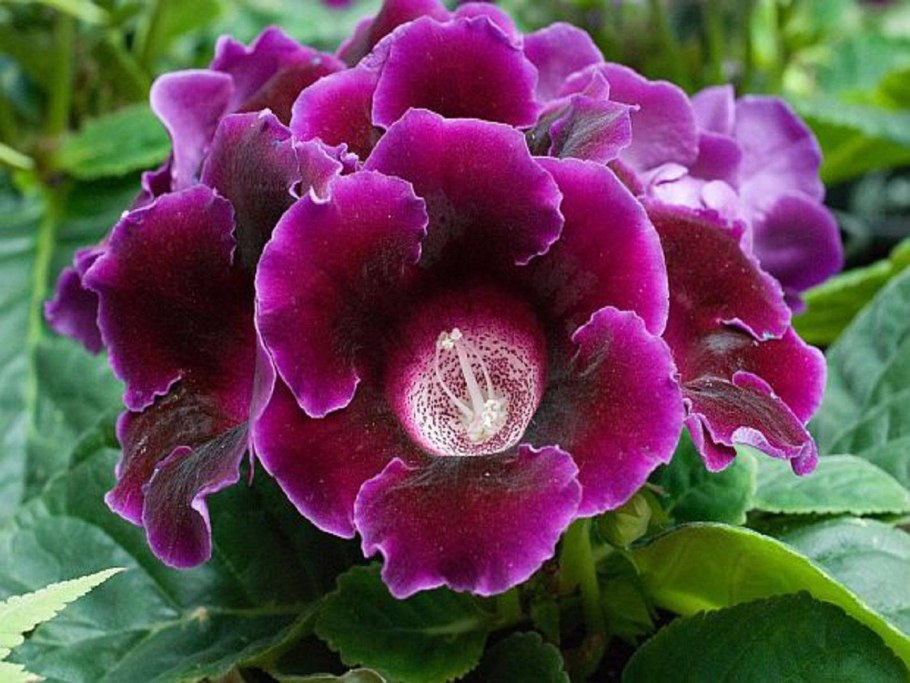 Глоксиния Аурелия