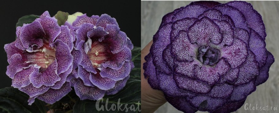 Глоксиния крапчатая