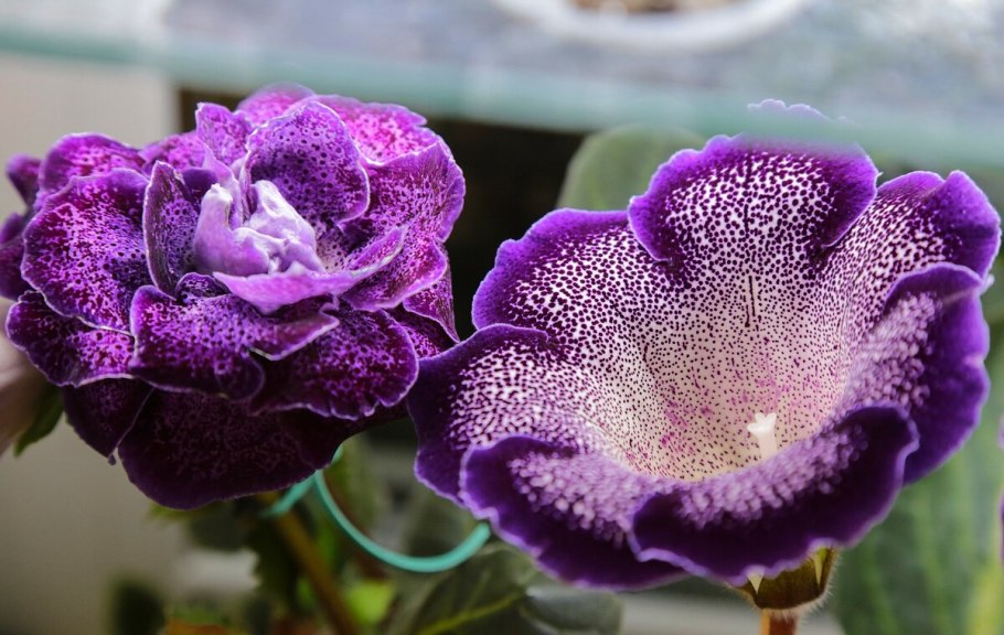 Глоксиния махровая тигровая