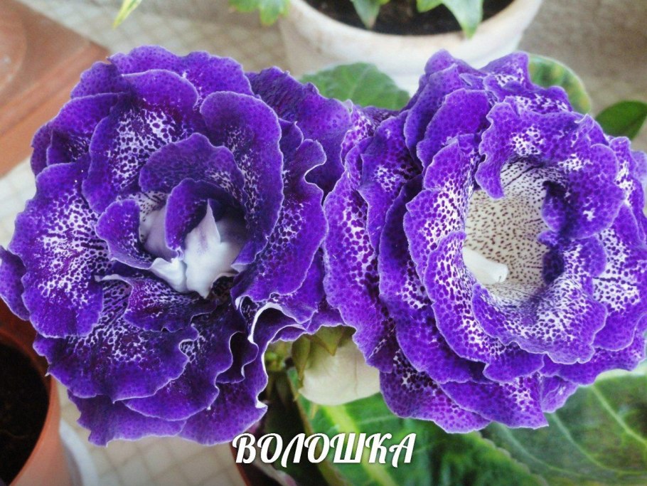 Глоксиния Розария