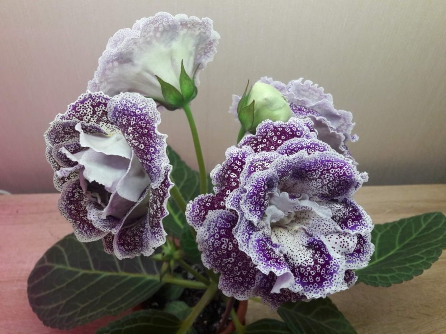 Глоксиния Везувий