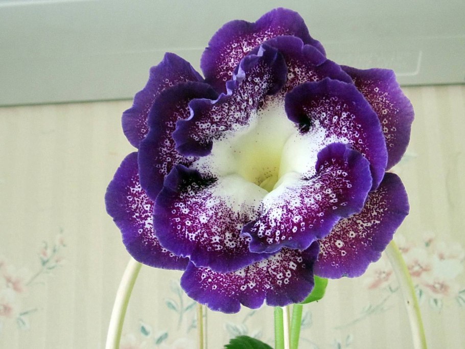 Глоксиния Лагуна