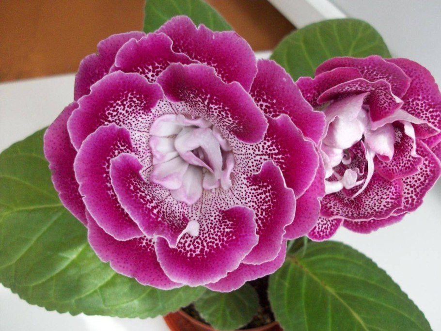 Глоксиния Тигрина Блю