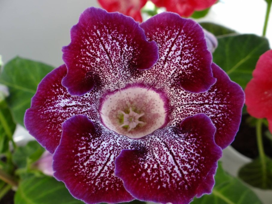 Глоксиния Брокада синяя