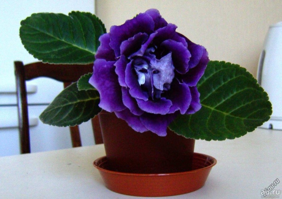 Глоксиния Млечный путь