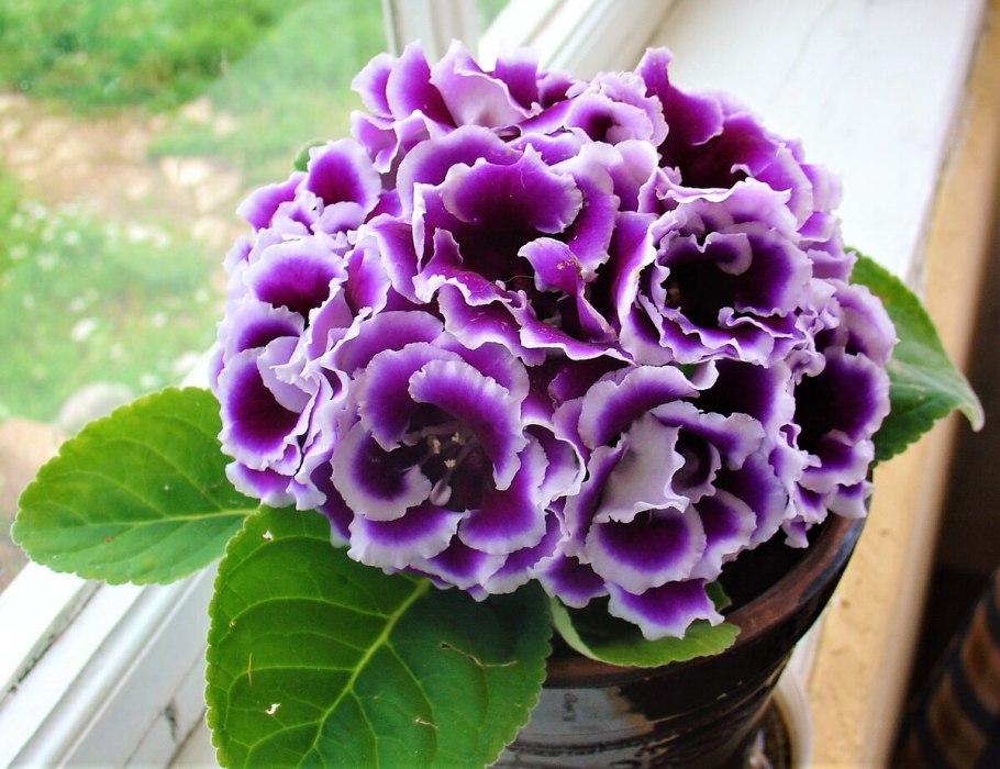 Глоксиния зимняя вишня