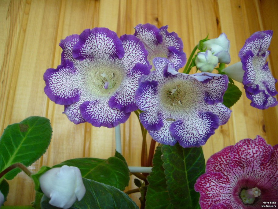 Глоксиния НТ-Марго