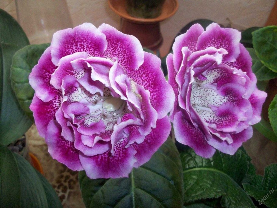 Глоксиния Виноградная лоза