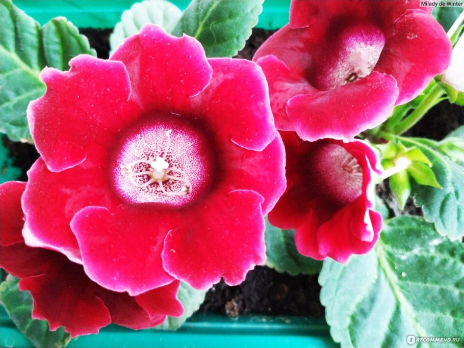 Глоксиния синнингия