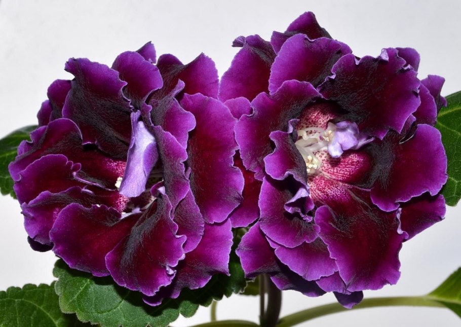 Глоксиния красная махровая