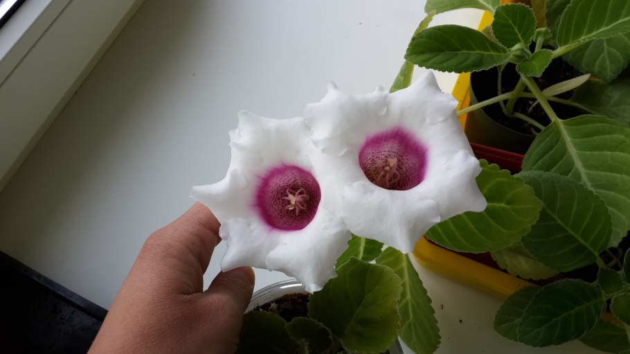 Black Jack глоксиния