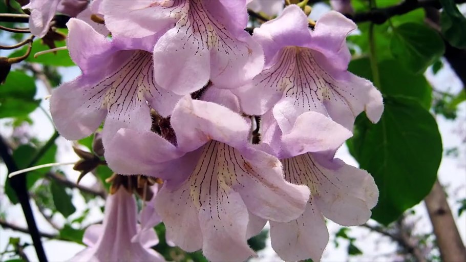 Павловния войлочная дерево