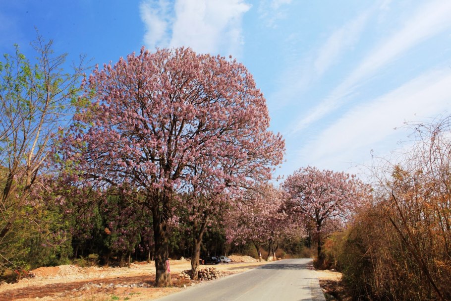 Павловния войлочная дерево