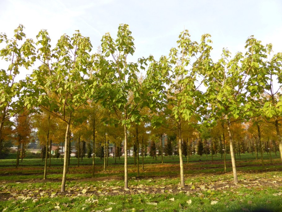 Павловния томентоза