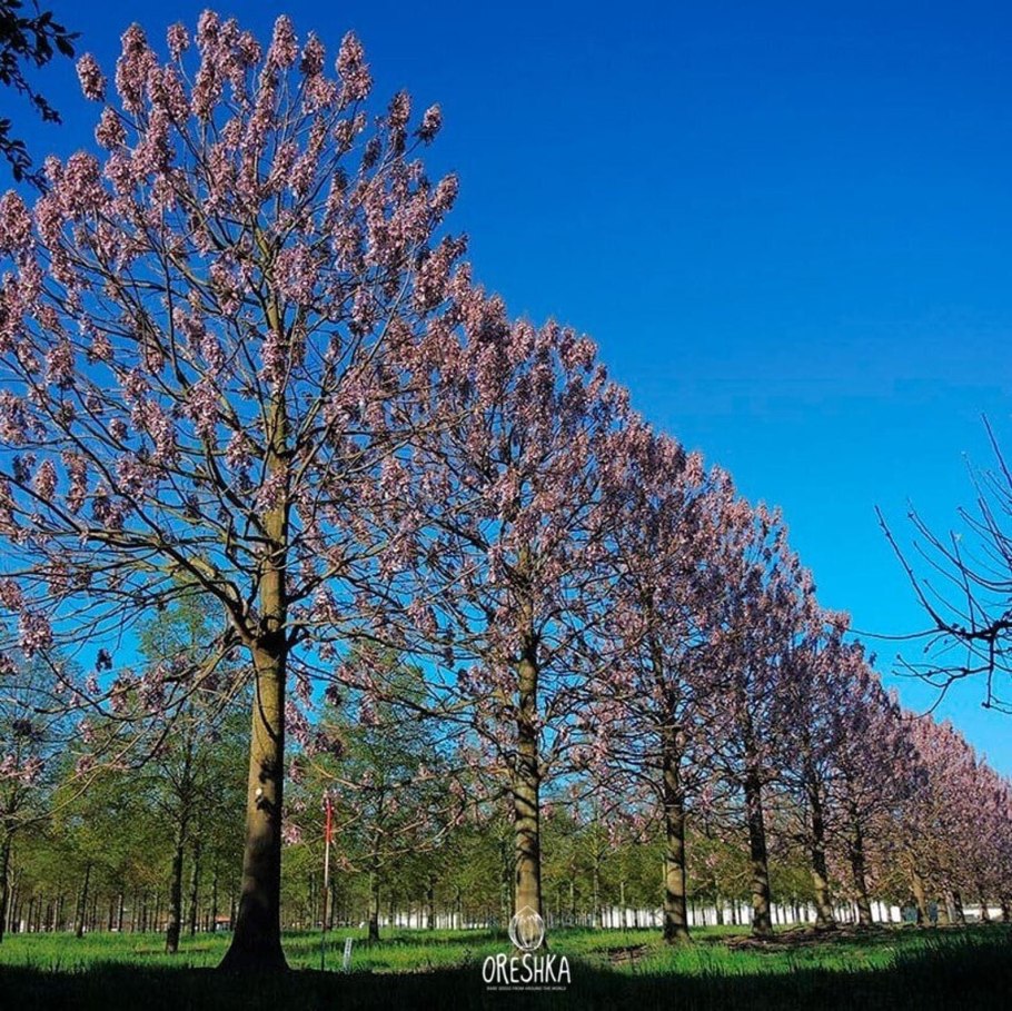 Павловния дерево зима