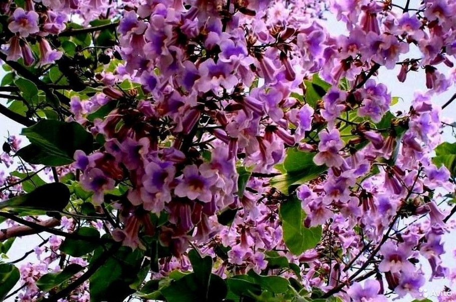 Павловния дерево