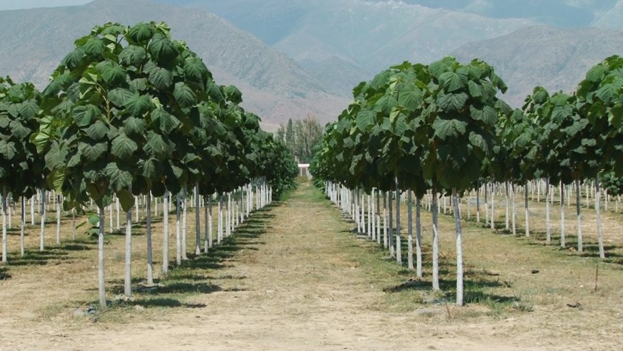 Быстрорастущее дерево Павловния