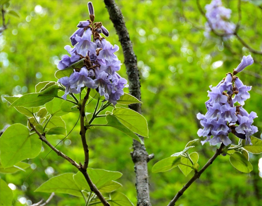 Павловния войлочная дерево