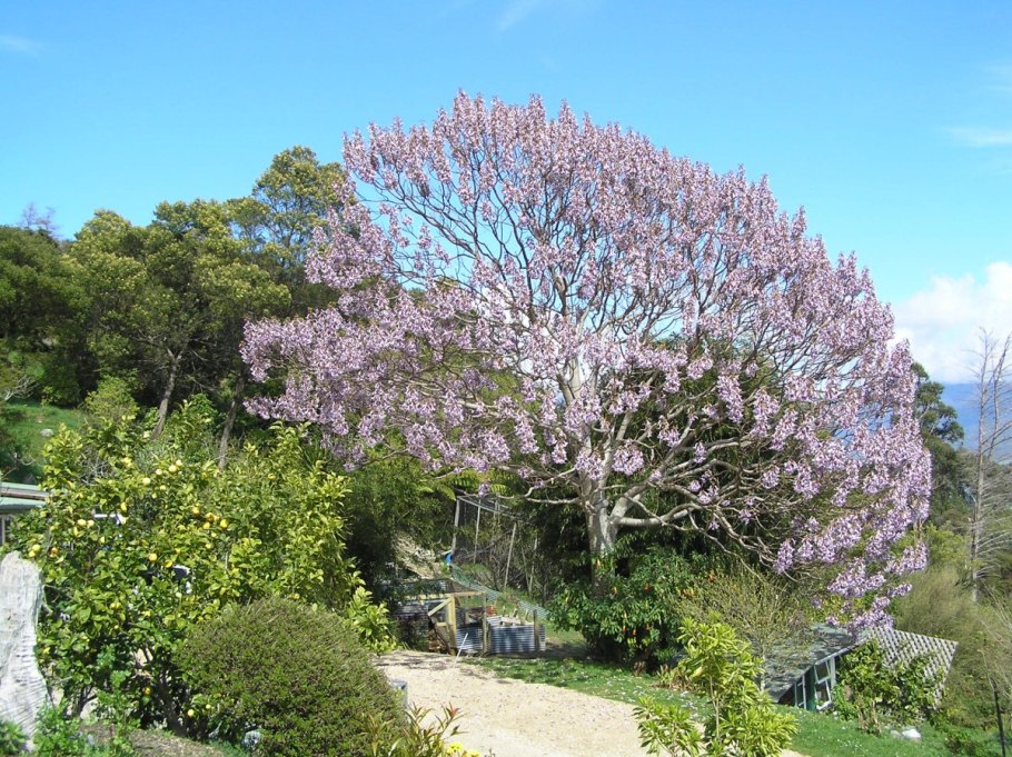 Павловния войлочная Цхалтубо