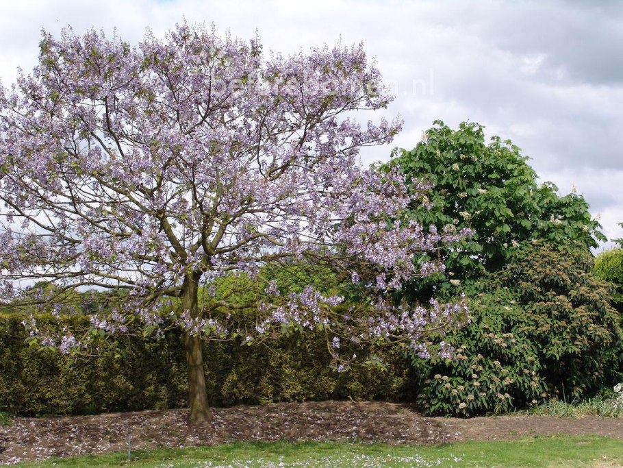 Павловния войлочная дерево