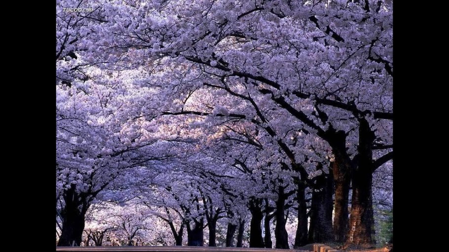 Павловния дерево