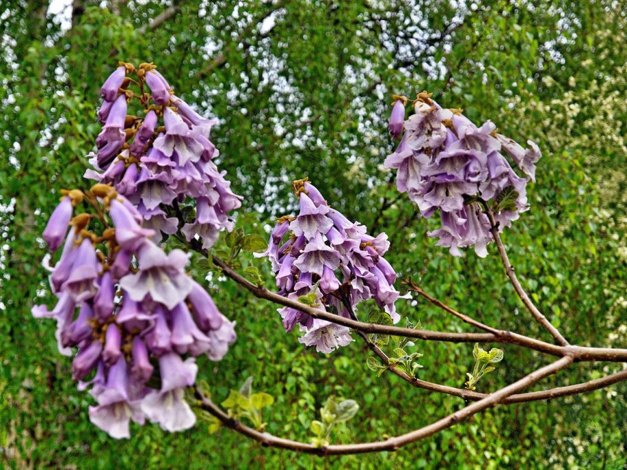 Сапфировое дерево Paulownia kawakamii