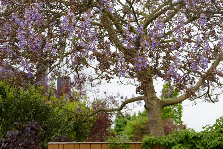 Павлония Крымская