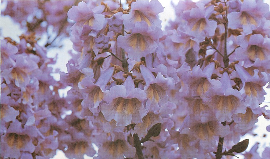 Павловния войлочная дерево