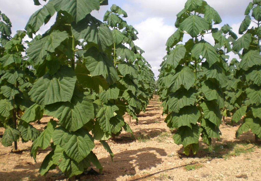 Павловния Катальполистная