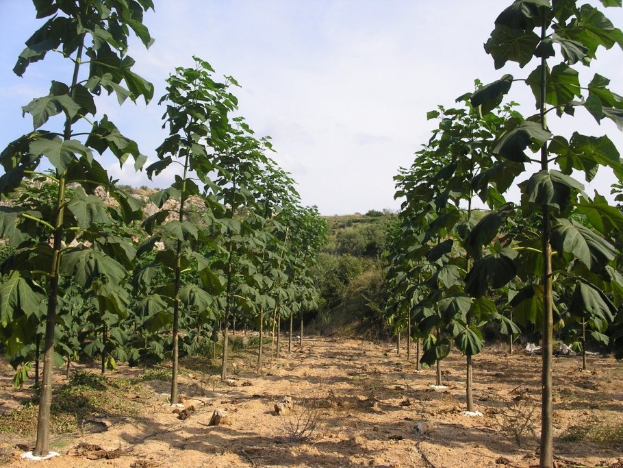 Павловния, быстрорастущее дерево, Paulownia tomentosa саженцы