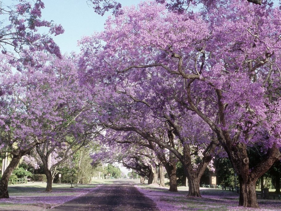 Австралия цветение джакаранда цветение