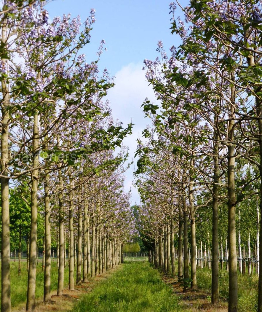 Павлония войлочная адамово дерево