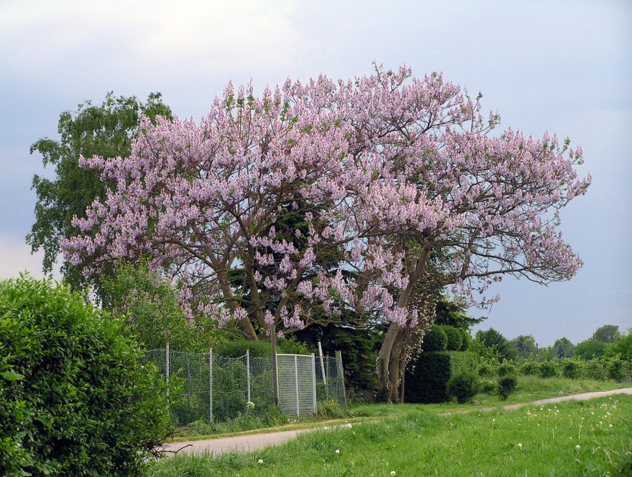 Павловния Форчуна «fast Blue