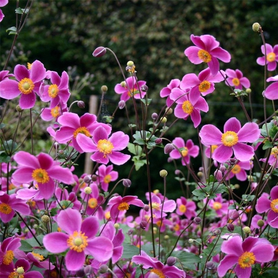 Анемона хубейская Anemone hupehensis