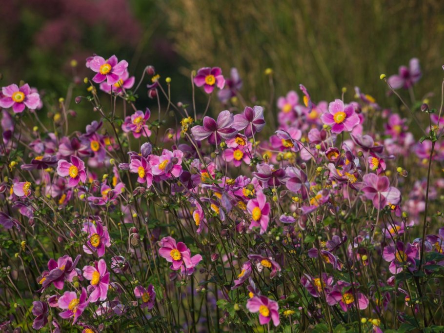 Анемона японская 'praecox'