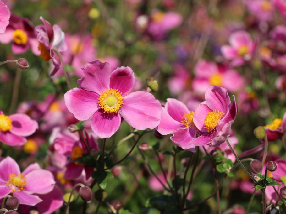 Анемона хубейская splendens
