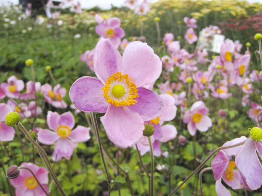 Анемона гибридная Литтл саммер Бриз