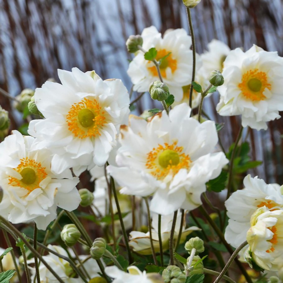 Анемона ветреница